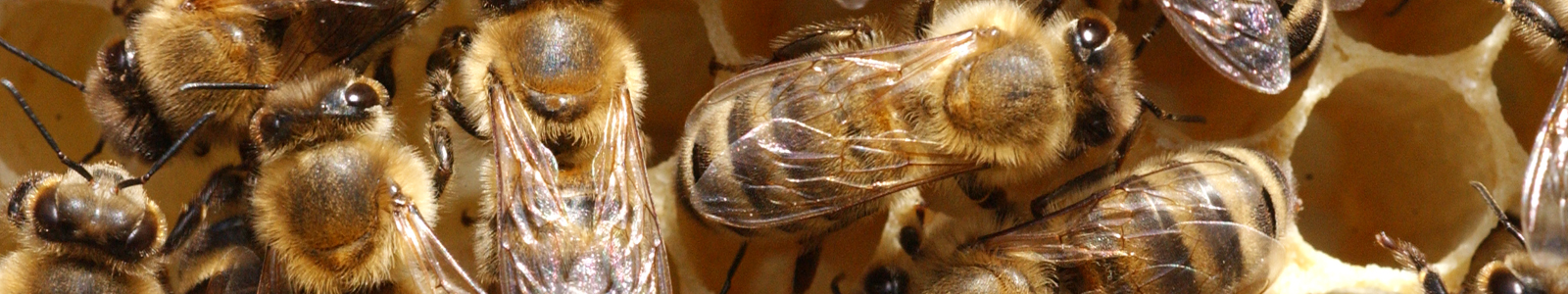 Bienen auf Bienenwabe ©DLR